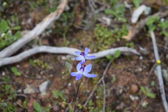 Cyanicula - Orchid-blue-fairy-2-Orchid-Ridge-Sep-2018p0005.JPG